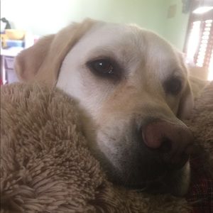 Meet your Posher, Campbell